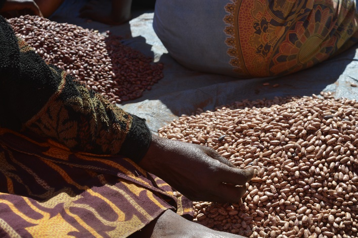 Women grading and sorting beans